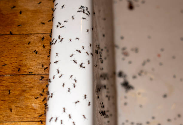 Best Emergency Pest Control  in Thermalito, CA